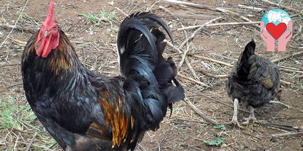 pollaio in Madagascar