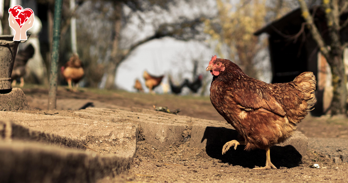 chicken-6055711