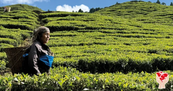 Piantagione di té